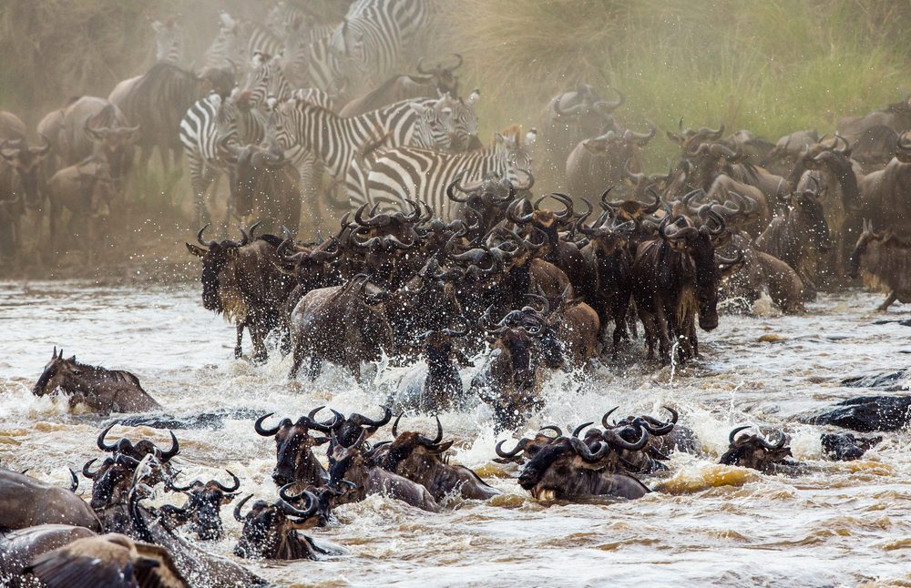 Great Migration Safaris